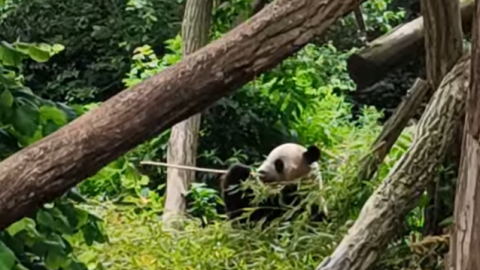 240523 Pairi Daiza Panda