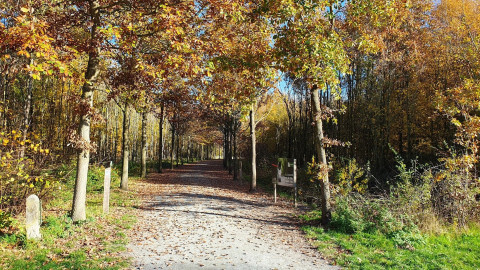 251107 Buggenhoutbos Wandeling